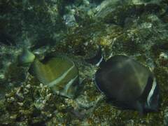 Acanthurus leucopareius