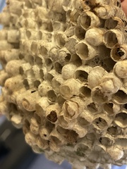 Mischocyttarus mexicanus