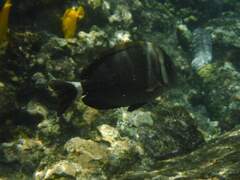 Acanthurus leucopareius