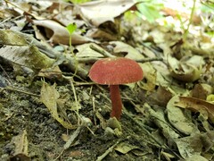 Gyroporus purpurinus