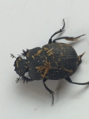 Epirinus flagellatus