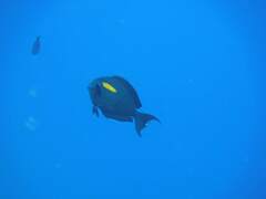 Acanthurus olivaceus