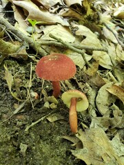 Gyroporus purpurinus
