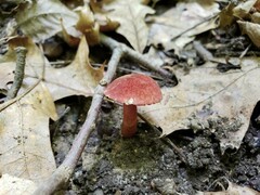 Gyroporus purpurinus