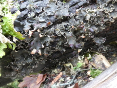 Peltigera collina