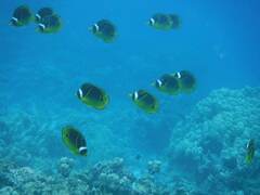 Chaetodon lunula