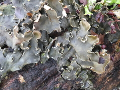 Peltigera collina