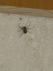 Scytodes globula