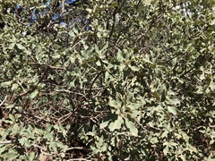 Quercus × undulata