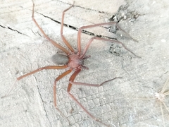 Araneae