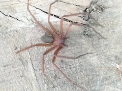 Araneae