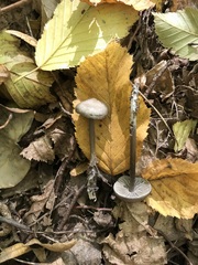Tephrocybe rancida