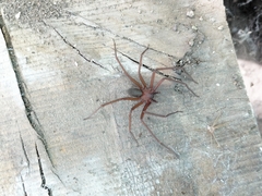Araneae