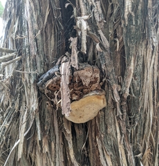 Pyrofomes juniperinus