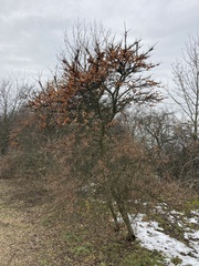 Hippophae rhamnoides