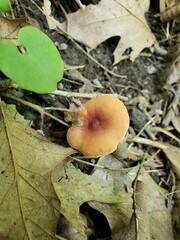 Hypomyces armeniacus