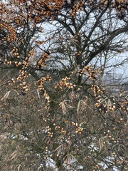 Hippophae rhamnoides