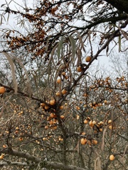 Hippophae rhamnoides