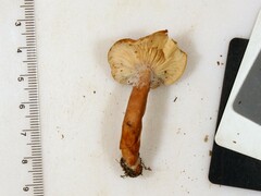 Hypomyces armeniacus