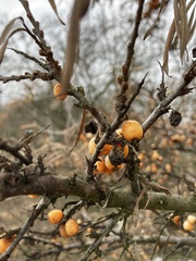 Hippophae rhamnoides