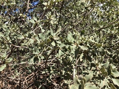 Quercus × undulata