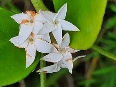 Carissa bispinosa