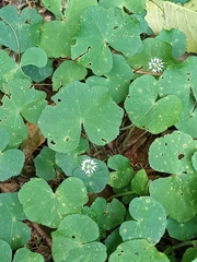 Hydrocotyle leucocephala
