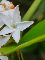 Carissa bispinosa