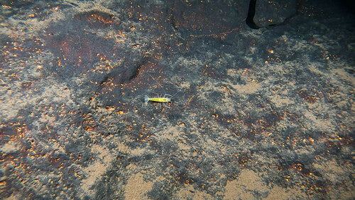 Camarones y Quisquillas
