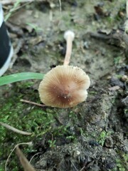 Inocybe subradiata