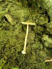 Inocybe subradiata
