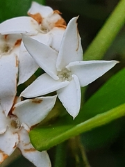 Carissa bispinosa