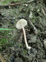 Inocybe subradiata