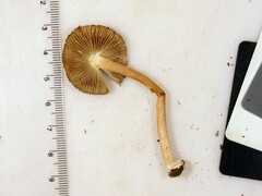 Inocybe subradiata