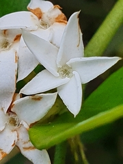 Carissa bispinosa