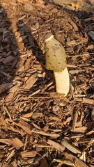 Phallus ravenelii