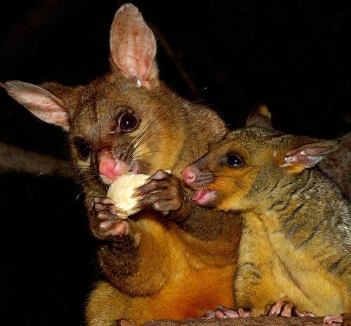 Common Brush-tailed Possum