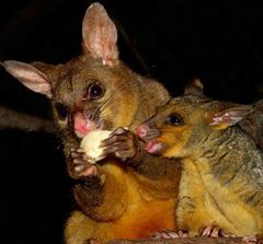 Common Brushtail photo 6