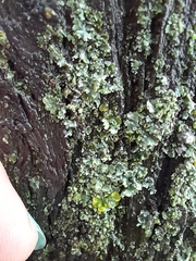 Xanthomendoza ulophyllodes