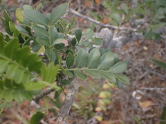 Ptaeroxylon obliquum