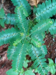 Phyllanthus niruri