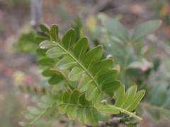 Ptaeroxylon obliquum