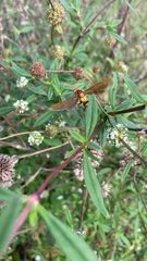 Polistes major major