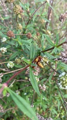 Polistes major major