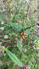 Polistes major major