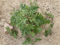 Perityle crassifolia