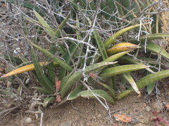 Sansevieria aethiopica