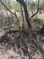 Eulophia schweinfurthii