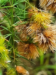 Asparagus retrofractus