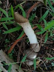 Phallus merulinus